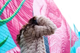 服装，服装，哺乳动物，狗，狗，动物，宠物，毯子