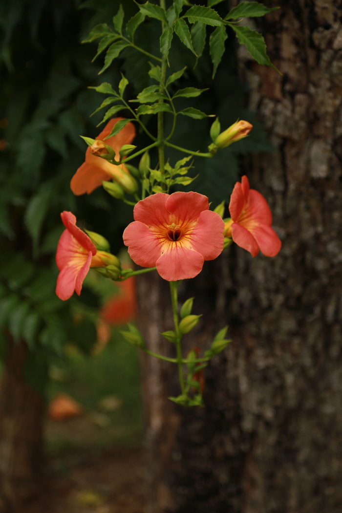 Campsis, 蓝花楹树, 鲜花, 自然, 植物, 开花, 藤树, 大喇叭花