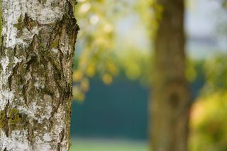 叶, 自然, 树, 户外活动, 光明, 花园, 季节, 木材