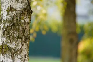 叶, 自然, 树, 户外活动, 光明, 花园, 季节, 木材