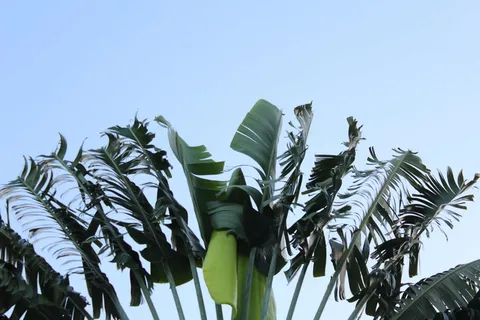 棕榈树,棕榈,热带,自然,加勒比海,最小,蓝色,绿色 棕榈树,棕榈,热带,自然,加勒比海,最小,蓝色,绿色