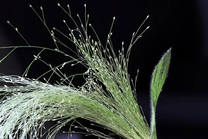 花，美，自然，植物，花瓣，花，花，季节