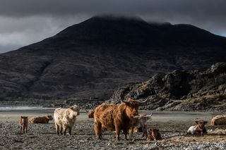 灰色天空下群山附近的公羊动物