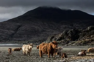 灰色天空下群山附近的公羊动物