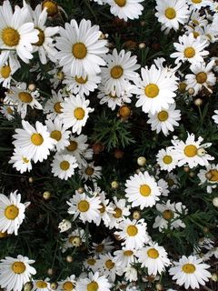 澳大利亚，阿瑟座椅，花卉，垃圾，白色，雏菊，自然，户外