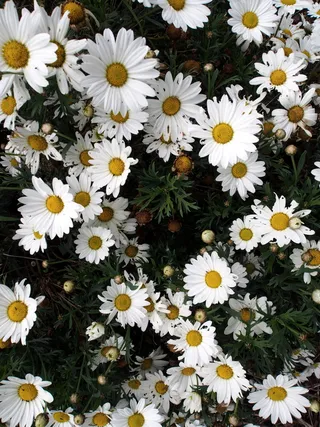 澳大利亚，阿瑟座椅，花卉，垃圾，白色，雏菊，自然，户外