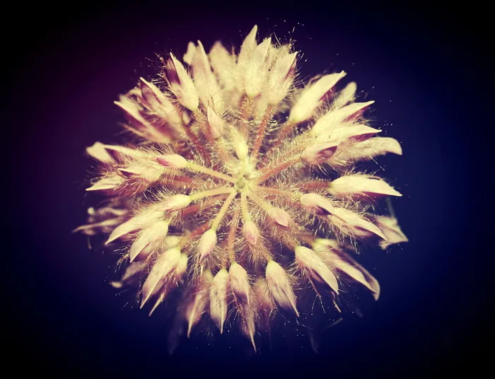 田地、过滤器、植物群、花、树叶、花园、图像、景观