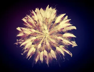 田地、过滤器、植物群、花、树叶、花园、图像、景观