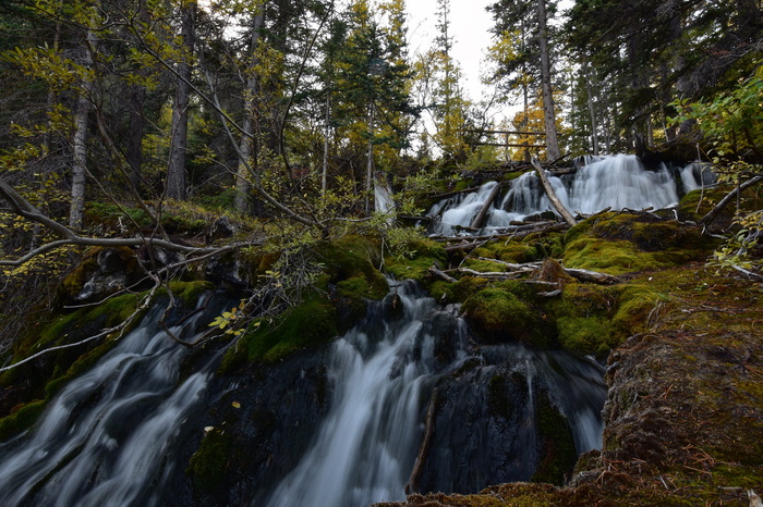 加拿大、坎莫尔、格拉西湖、绿色植物、树木、森林、水、小溪