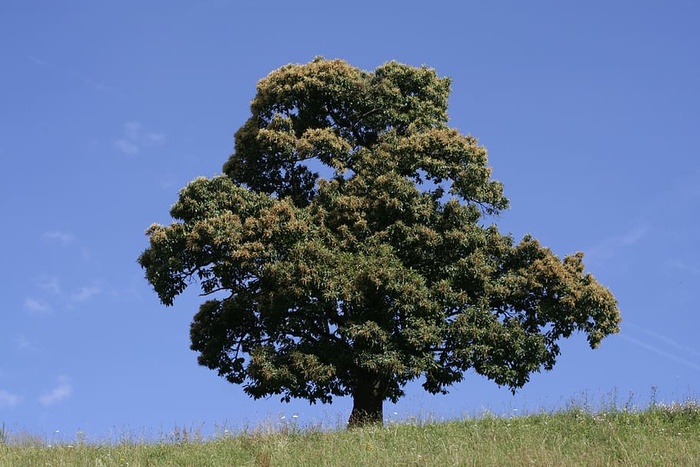 树木、森林、自然、空气、氧气、景观、光线、木材
