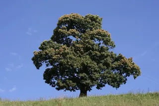 树木、森林、自然、空气、氧气、景观、光线、木材