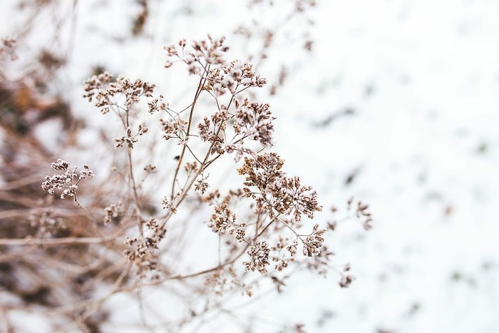 雪树特写
