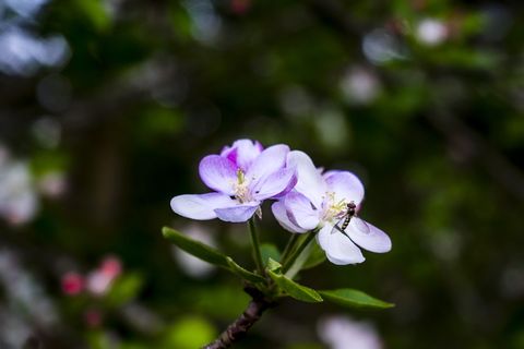 西班牙, 庞特维德拉, 宏, 自然, 索尼, sonyalpha, 鲜花, 花 西班牙, 庞特维德拉, 宏, 自然, 索尼, sonyalpha, 鲜花, 花