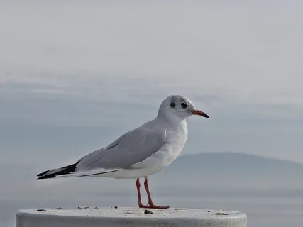 海鸥,鸟,动物,动物主题,动物,野生动物,野生动物,一种动物 海鸥,鸟,动物,动物主题,动物,野生动物,野生动物,一种动物