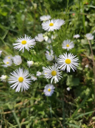 sous玫瑰花结，自然植物群，晴天，绿草，白色西格尔本，花，开花植物，植物