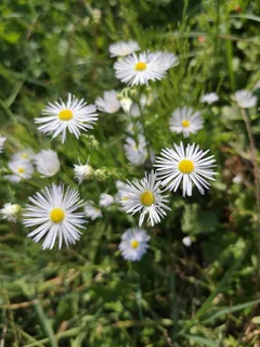 sous玫瑰花结,自然植物群,晴天,绿草,白色西格尔本,花,开花植物,植物 sous玫瑰花结,自然植物群,晴天,绿草,白色西格尔本,花,开花植物,植物