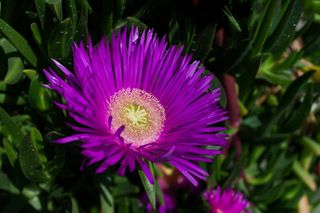 希腊, Chalcis, 极端特写, 微距摄影, 花, 植物, 春天, 自然之美
