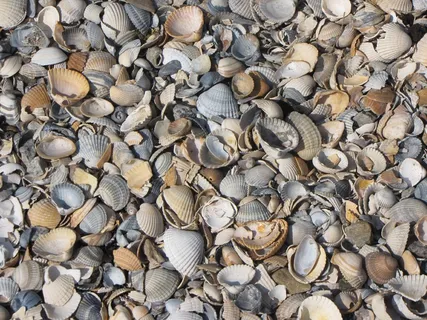 贻贝壳,贻贝,碎片,海滩,自然,海洋,动物壳,背景 贻贝壳,贻贝,碎片,海滩,自然,海洋,动物壳,背景