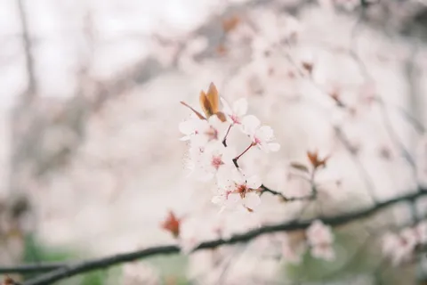 开白花,植物,花,花,樱花,花瓣,银莲花,春天 开白花,植物,花,花,樱花,花瓣,银莲花,春天