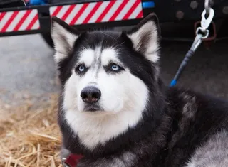 狗，狗，肖像，动物，毛皮，宠物，品种，一只动物