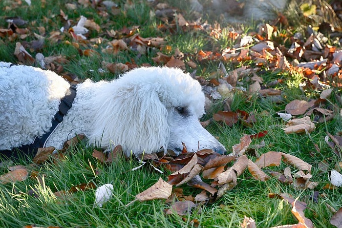 贵宾犬、肖像、狗、秋天、树叶、动物、哺乳动物、动物主题