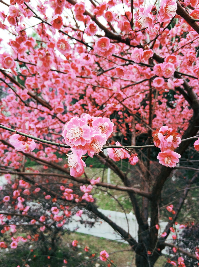 梅花，花，春天，风景，自然，植物，壁纸，开花植物