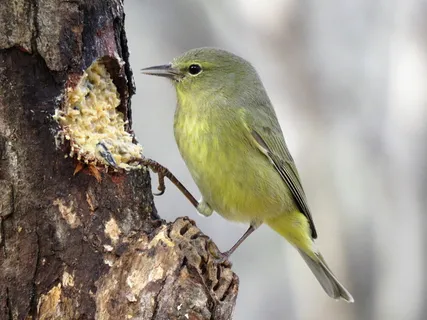 选择性、聚焦照片、绿色、鸟类、树木、自然、户外、野生动物