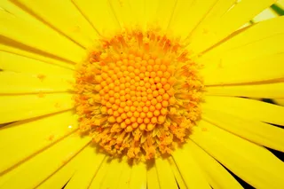 花，黄色，杵，雄蕊，开花植物，花头，新鲜度，花序