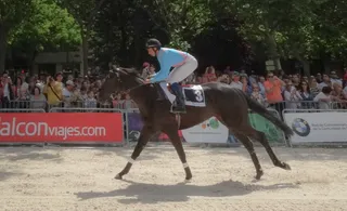 马，纯净，血液，母马，棕色，职业，赛马场，比赛