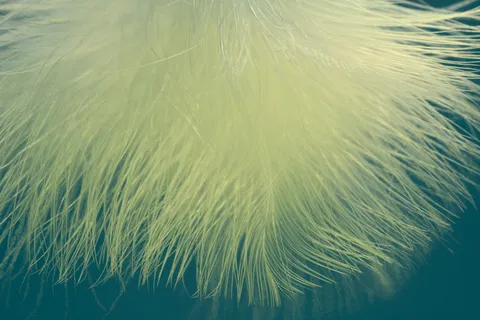 特写照片,黄色,毛皮,羽毛,舒适,通风,春装,鸟羽毛 特写照片,黄色,毛皮,羽毛,舒适,通风,春装,鸟羽毛