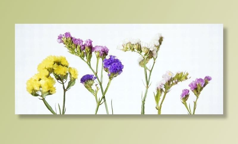 开花，植物学，颜色，装饰，装饰，花卉，花卉，花瓣