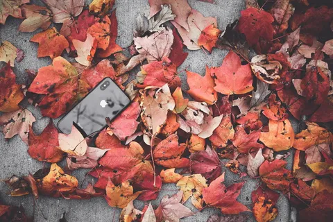 枯叶旁的黑色iPhone X