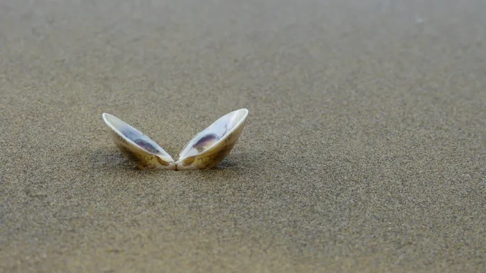 打开，海贝壳，沙，贝壳，海滩，海，贝壳，搁浅