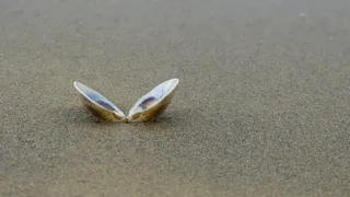 打开，海贝壳，沙，贝壳，海滩，海，贝壳，搁浅