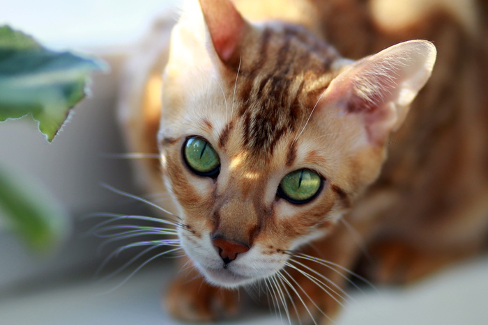灰色，棕色，猫特写照片，猫，孟加拉，宠物，在窗台上，品种