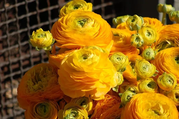 毛茛，黄色，春天，黄色的花，毛茛黄色，毛茛，花，花