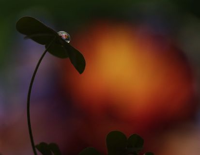 下降，宏观，三叶草，反射，特写，植物，关注前景，没有人