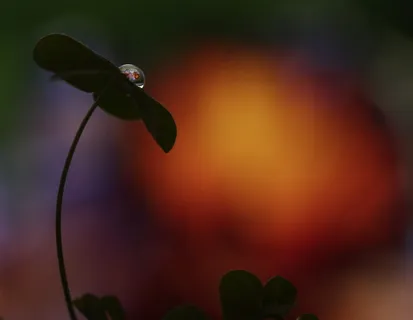 下降，宏观，三叶草，反射，特写，植物，关注前景，没有人