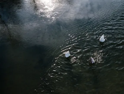 天鹅, 水, 无人驾驶飞机, 进气水域, 自然, 海, 天气, 黑暗 天鹅, 水, 无人驾驶飞机, 进气水域, 自然, 海, 天气, 黑暗