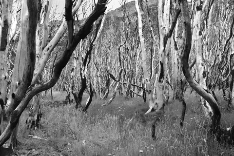 智利, 托雷斯德尔潘恩国家公园, 托雷斯德尔潘恩, 烧毁的森林, 森林, 生物多样性, 野火, 性质