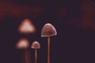 棕色蘑菇，特写，工作室拍摄，无人，室内，蘑菇，聚焦前景，木质材料