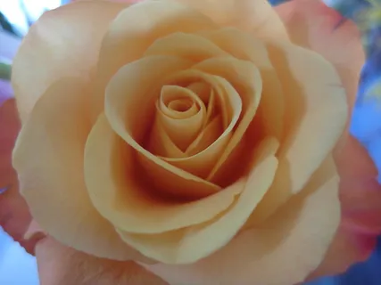 玫瑰,粉红玫瑰,橙玫瑰,花,浪漫,浪漫,爱情,自然 玫瑰,粉红玫瑰,橙玫瑰,花,浪漫,浪漫,爱情,自然