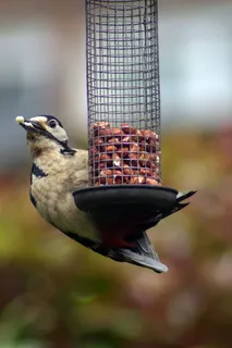 啄木鸟，大斑，喂食，花园，饥饿，野生动物，鸟类，动物主题
