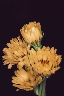 开花植物，花，脆弱性，脆弱性，花瓣，花头，植物，新鲜度