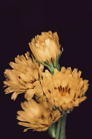 开花植物，花，脆弱性，脆弱性，花瓣，花头，植物，新鲜度