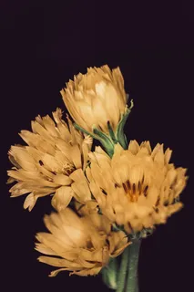 开花植物,花,脆弱性,脆弱性,花瓣,花头,植物,新鲜度 开花植物,花,脆弱性,脆弱性,花瓣,花头,植物,新鲜度