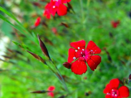 花不, 红色κόκκινο Ζωολογία, 花园, 植物, 肉豆蔻, 花园, 增长 花不, 红色κόκκινο Ζωολογία, 花园, 植物, 肉豆蔻, 花园, 增长
