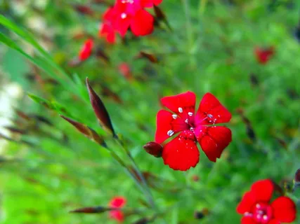 花不, 红色κόκκινο Ζωολογία, 花园, 植物, 肉豆蔻, 花园, 增长 花不, 红色κόκκινο Ζωολογία, 花园, 植物, 肉豆蔻, 花园, 增长