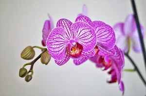 自然，花朵，花瓣，植物，开花，开花，开花，植物