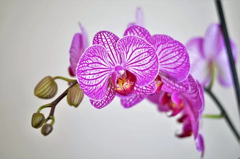 自然,花朵,花瓣,植物,开花,开花,开花,植物 自然,花朵,花瓣,植物,开花,开花,开花,植物